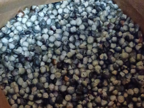 Hopi Blue Corn Shelled / 2022