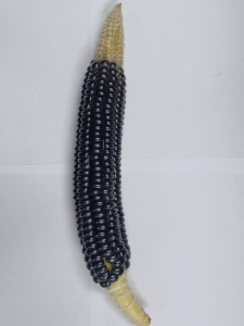 Blue Hopi Corn / First Ear 2024