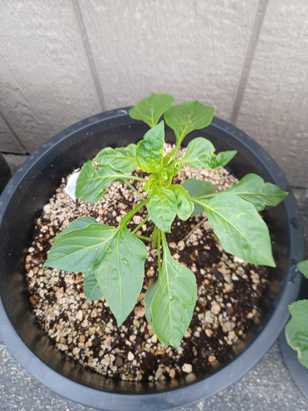 Chili Pepper In Container