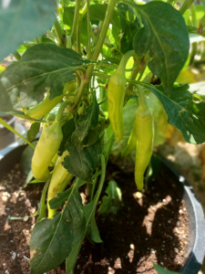 Banana Chili Pepper