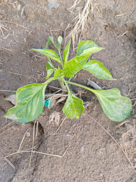 Chili Pepper In Ground