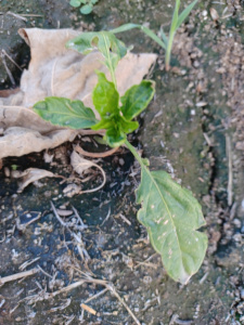 Chili Pepper In Ground