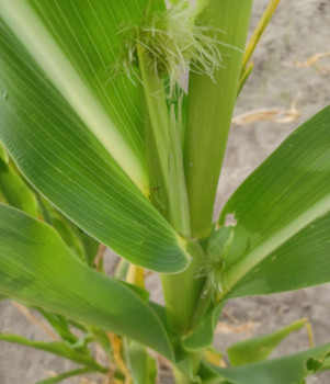 Corn Ears / July 25