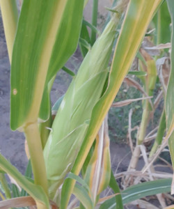 2022 Success - Not Irrigated Corn