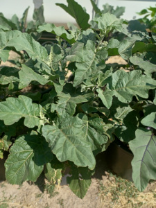 Eggplant In Container