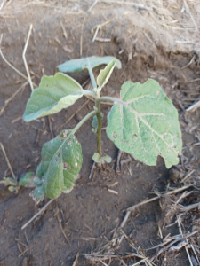 Eggplant In Ground