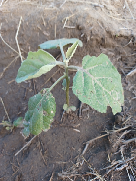 Eggplant In Ground