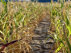 Drought Damaged Corn