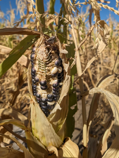 Grasshopper Damage