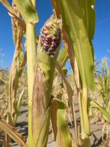 Exposed Kernels