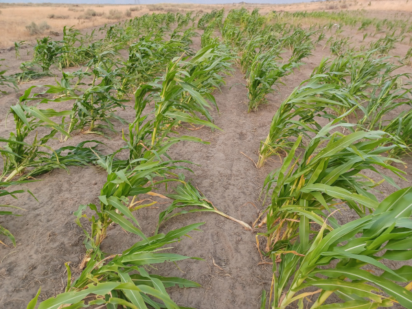 Poor Seed Coverage Lodging