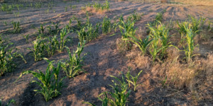 Tilled Not Irrigated vs No Till Irrigated