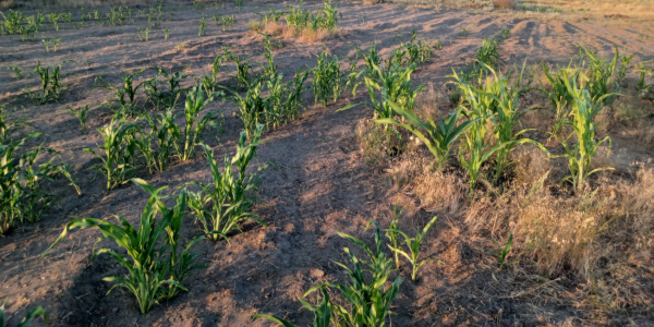 Tilled Not Irrigated