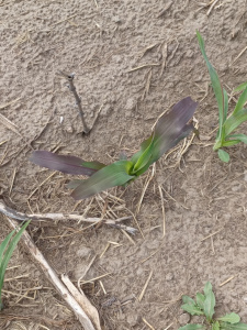 Hopi Blue Corn