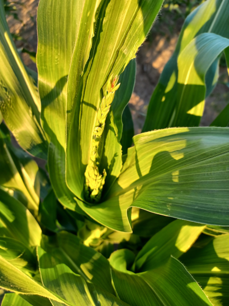 Wikti Corn / Hopi Greasy Head