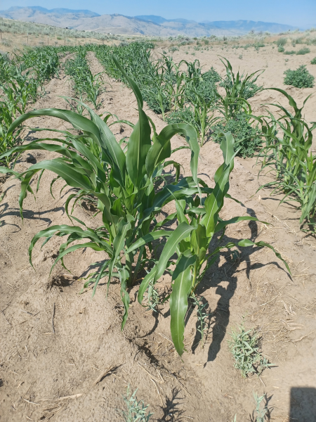 Hopi Pink Corn