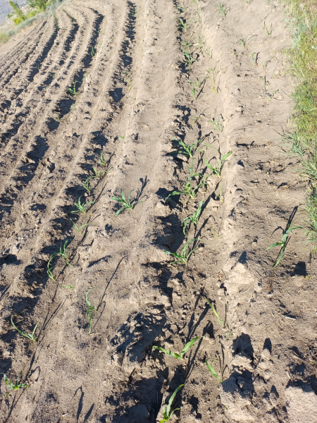 Hopi Pink Corn