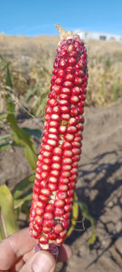 Hopi Pink Corn Hybrid / 2024