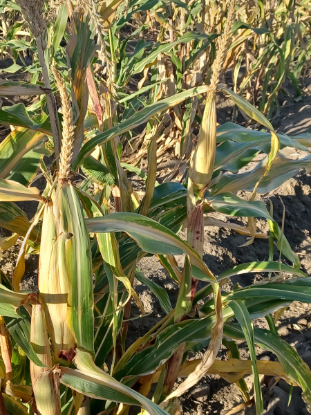 Hopi Pink Corn / Ears On Tassel