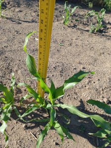 Hopi White Corn