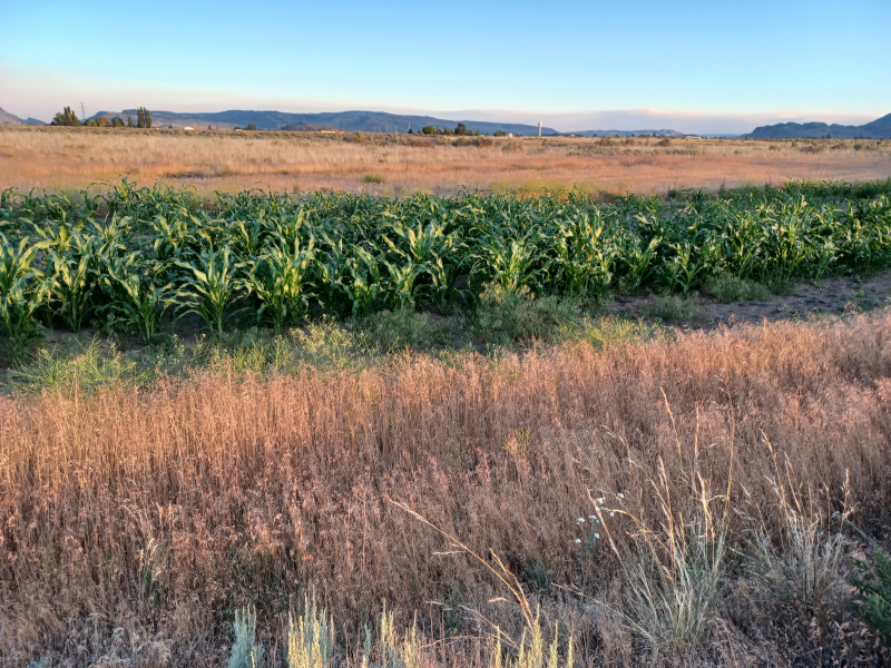 Hopi White Corn