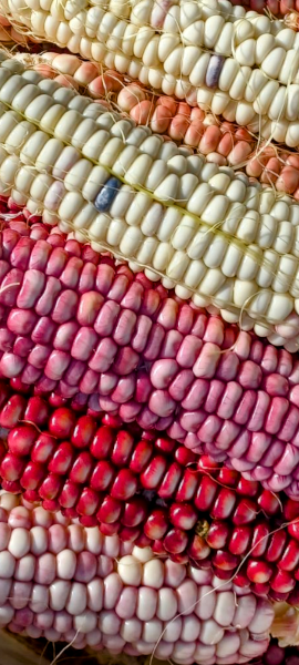 Hopi White Corn Colors