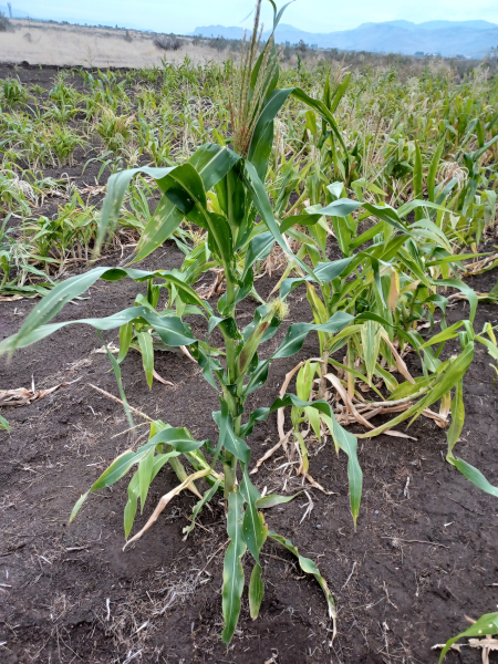 SuperFat Corn Stalk