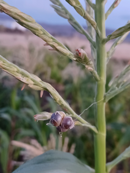 Kernels on Tassle