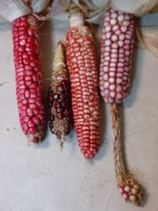 Hopi Pink Corn