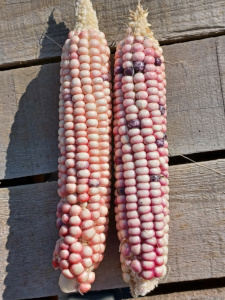 Hopi White Corn