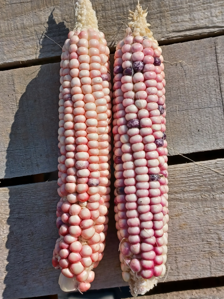 Hopi White Corn