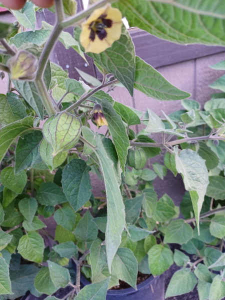 Physalis peruviana