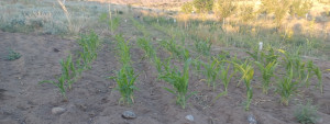 Tilled Not Irrigated vs No Till Irrigated