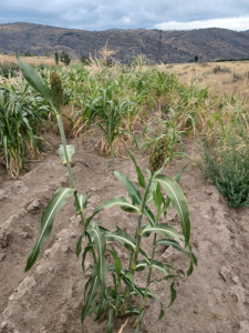 Gaolian Voskovidnyj Sorghum / 2024