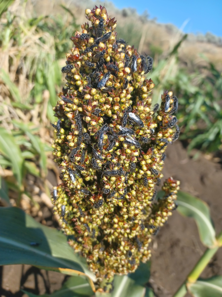 Sorghum 2024 / Stingless Wasps