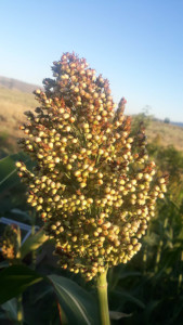 Ba Ye Qi Sorghum