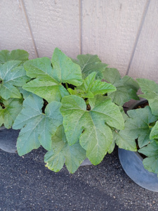 Squash In Container