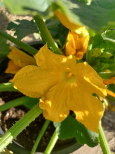 Summer Squash / Container