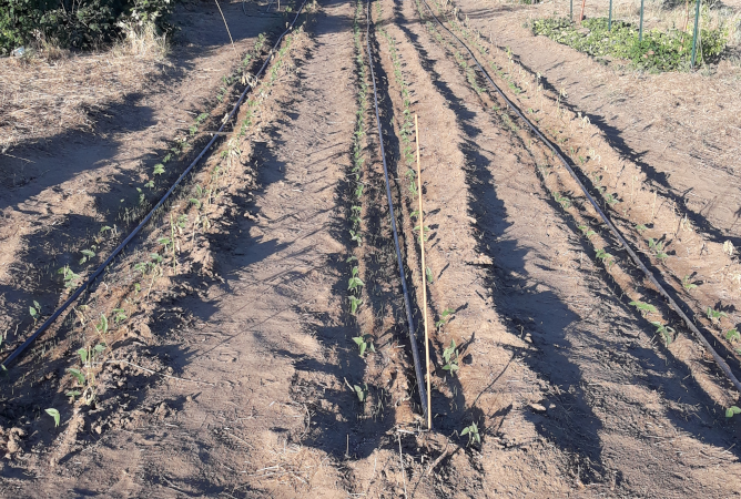 Tepary Beans / 2020