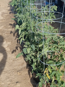 Tomatoes / Containers