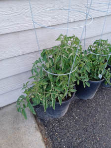 Tomato Cutting Overwintered