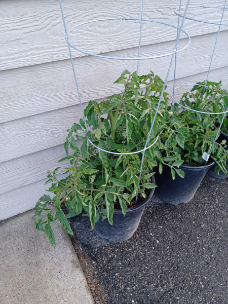 Tomato Cutting In Overwintered