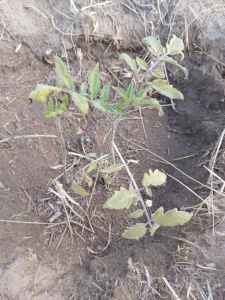 Tomato Seedlings In Ground