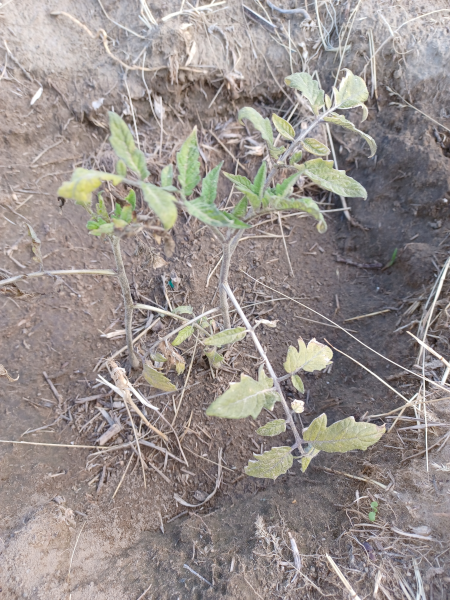 Tomato Seedlings In Ground