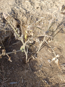 Tomato Seedling In Ground