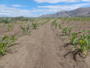 Field 1 / Tractor Tilled