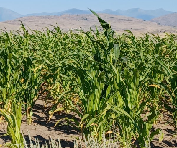 Field 1 / Late July