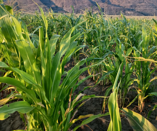 Field 1 / Late July