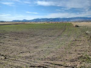 Winter Wheat Sprouting / Oct 08 2023