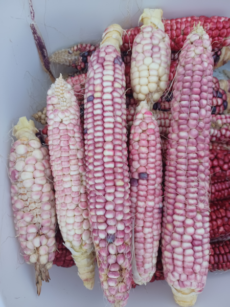 Hopi Pink Corn